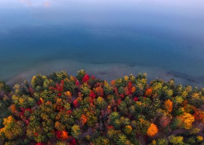 fall trees on the coast