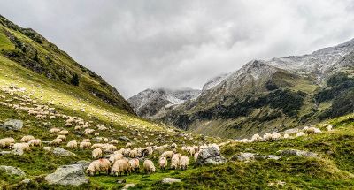 mountain sheep grazing