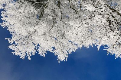 tree with snow covered leaves