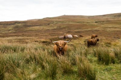 family bull on hill