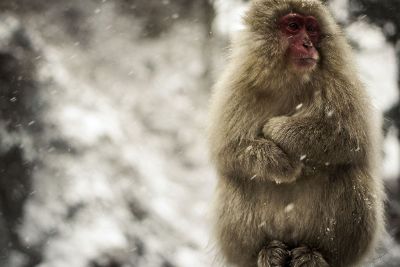 monkey on the winter