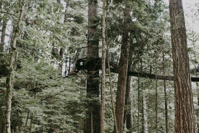 bridge in the trees