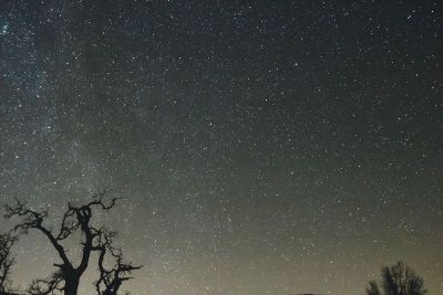 dusty starry sky with a tree