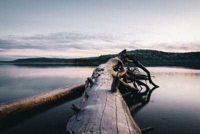 dead tree in lake near trees