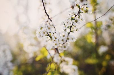 white flowers on a branch