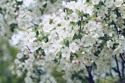 bushes of white flowers