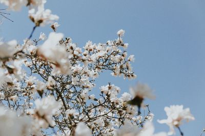 blossoms on branches