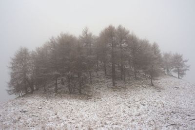 cluster of trees on snowy hill