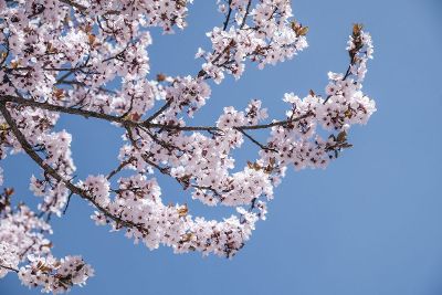 trees in bloom