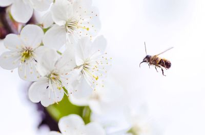 bee with white flowers