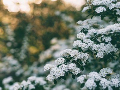 white flowers on a bush