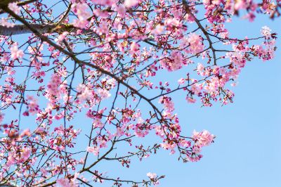 cherry blossoms on a tree