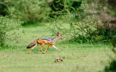 fox walking in nature