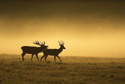 deer and moose