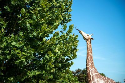 giraffe sticking out tongue