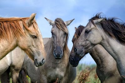 horses gathering