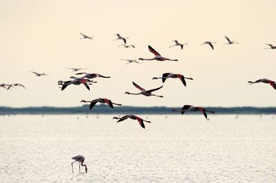 flying flamingos