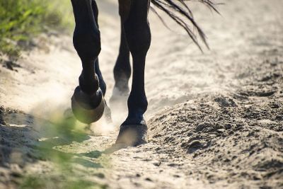 horse galloping