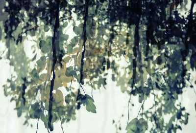 hanging leaves from tree