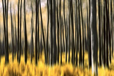 photoshop painted trees