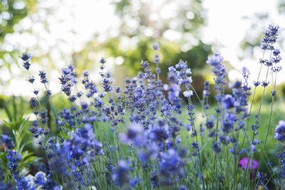 bed of lavender flowers