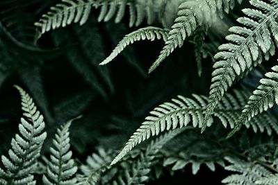 green ferns on black backdrop