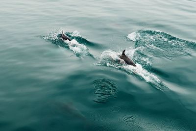 dolphins diving under water