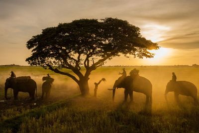 elephant under a single tree